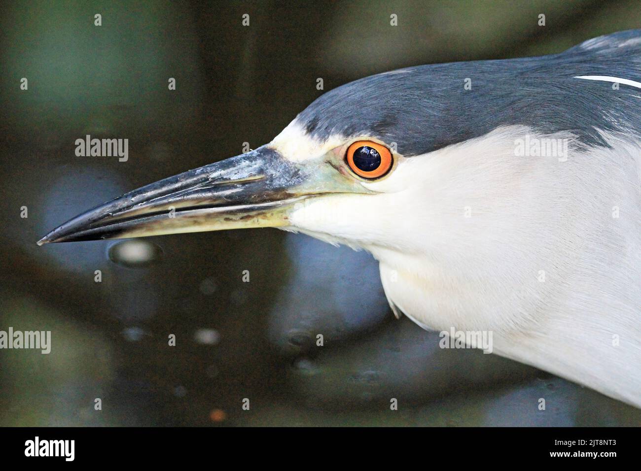 Head in profile, black crowned night heron - Florida Stock Photo