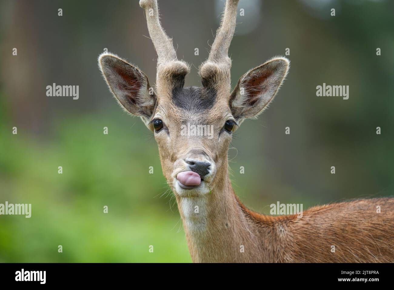 Muzzle of small deer hi res stock photography and images Alamy