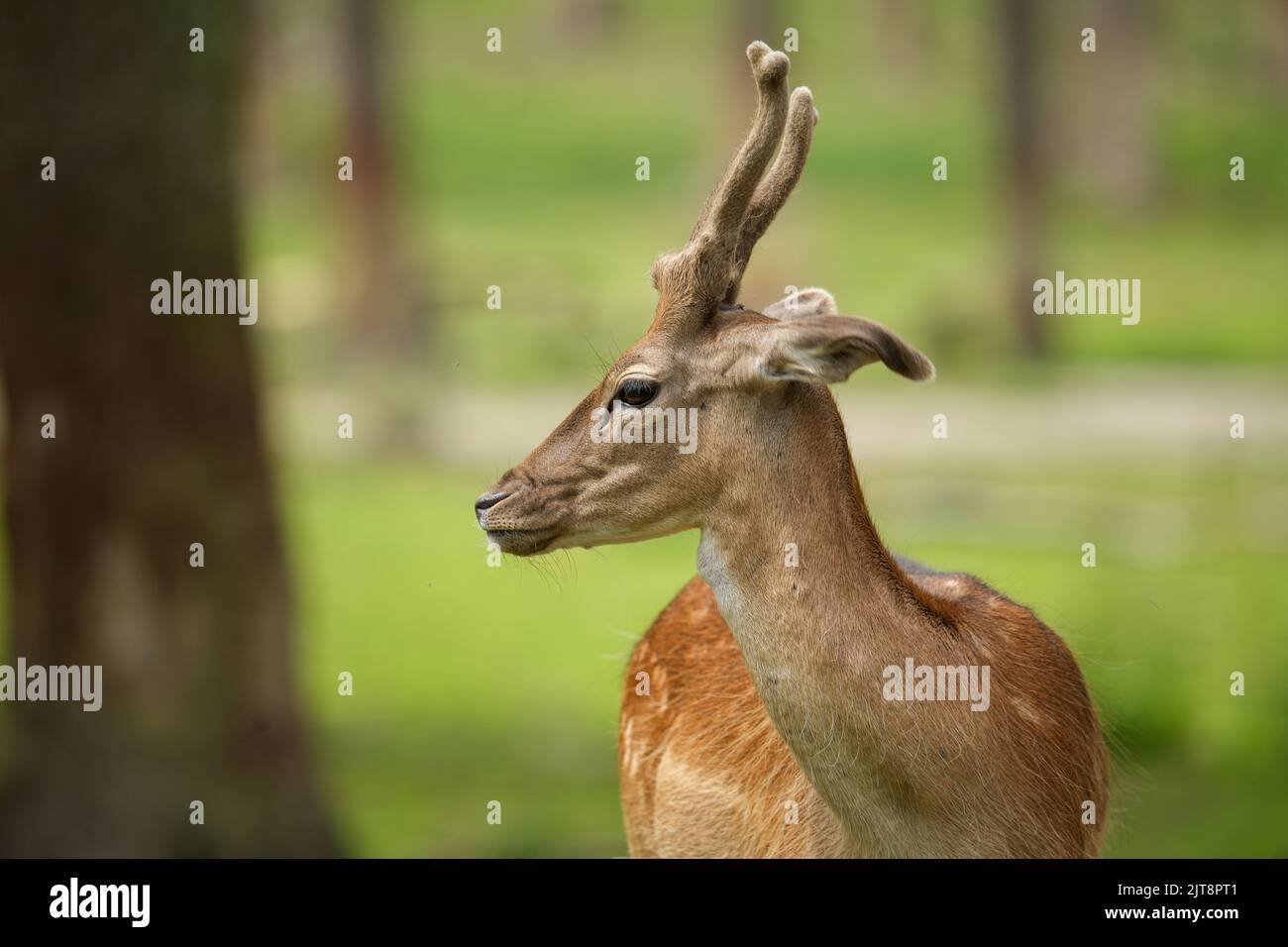 Muzzle of small deer hi-res stock photography and images - Alamy