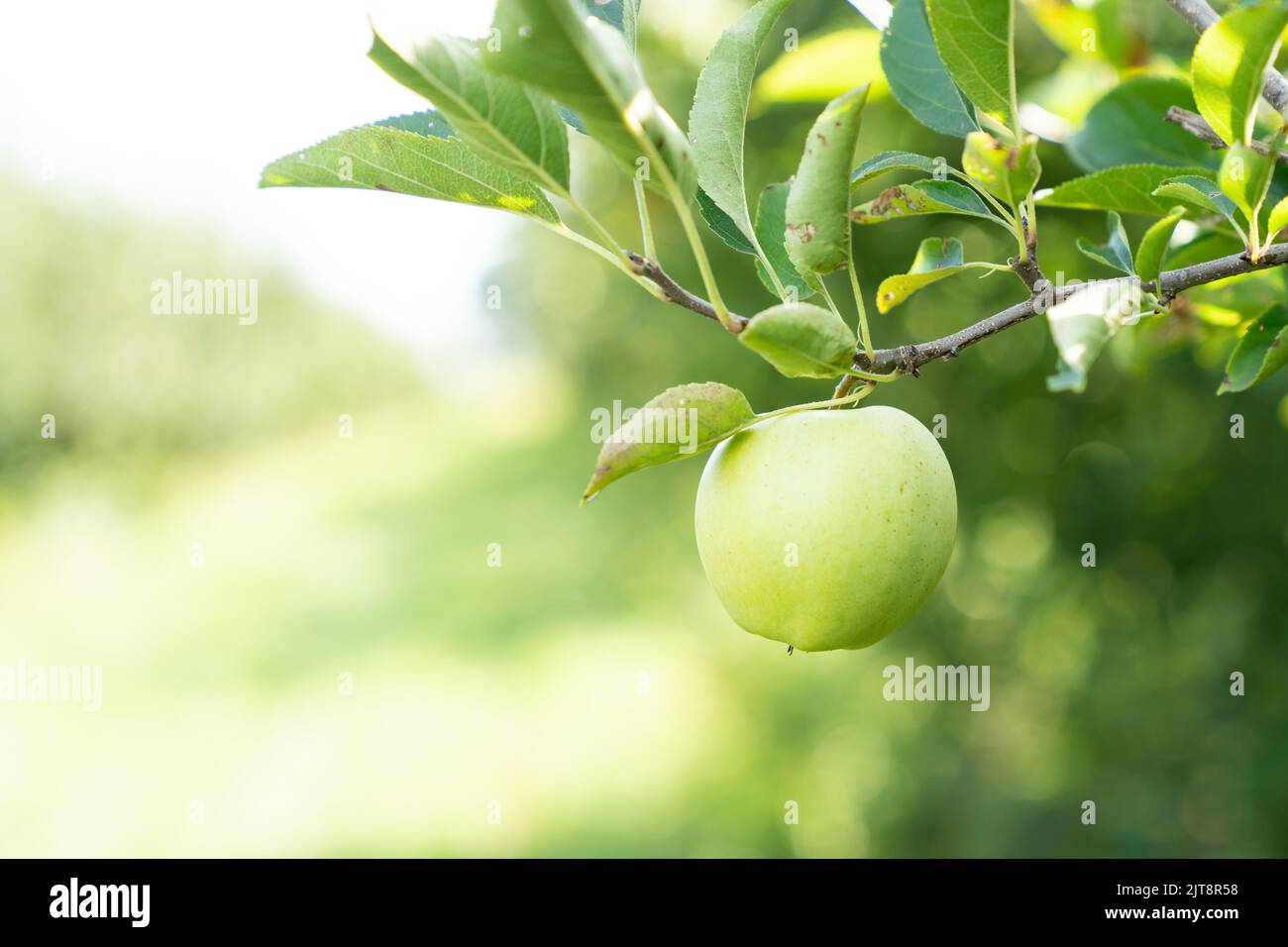 Ripe green apple on a branch of an apple tree Stock Photo