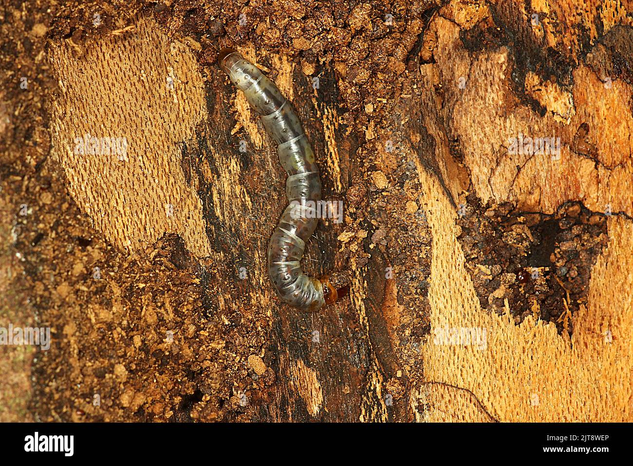 Beetle larvae Stock Photo