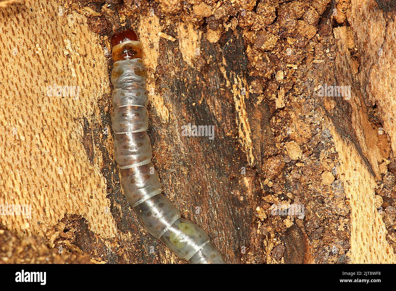 Beetle larvae Stock Photo