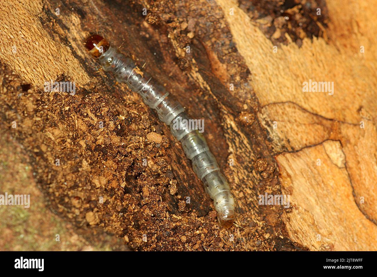 Beetle larvae Stock Photo