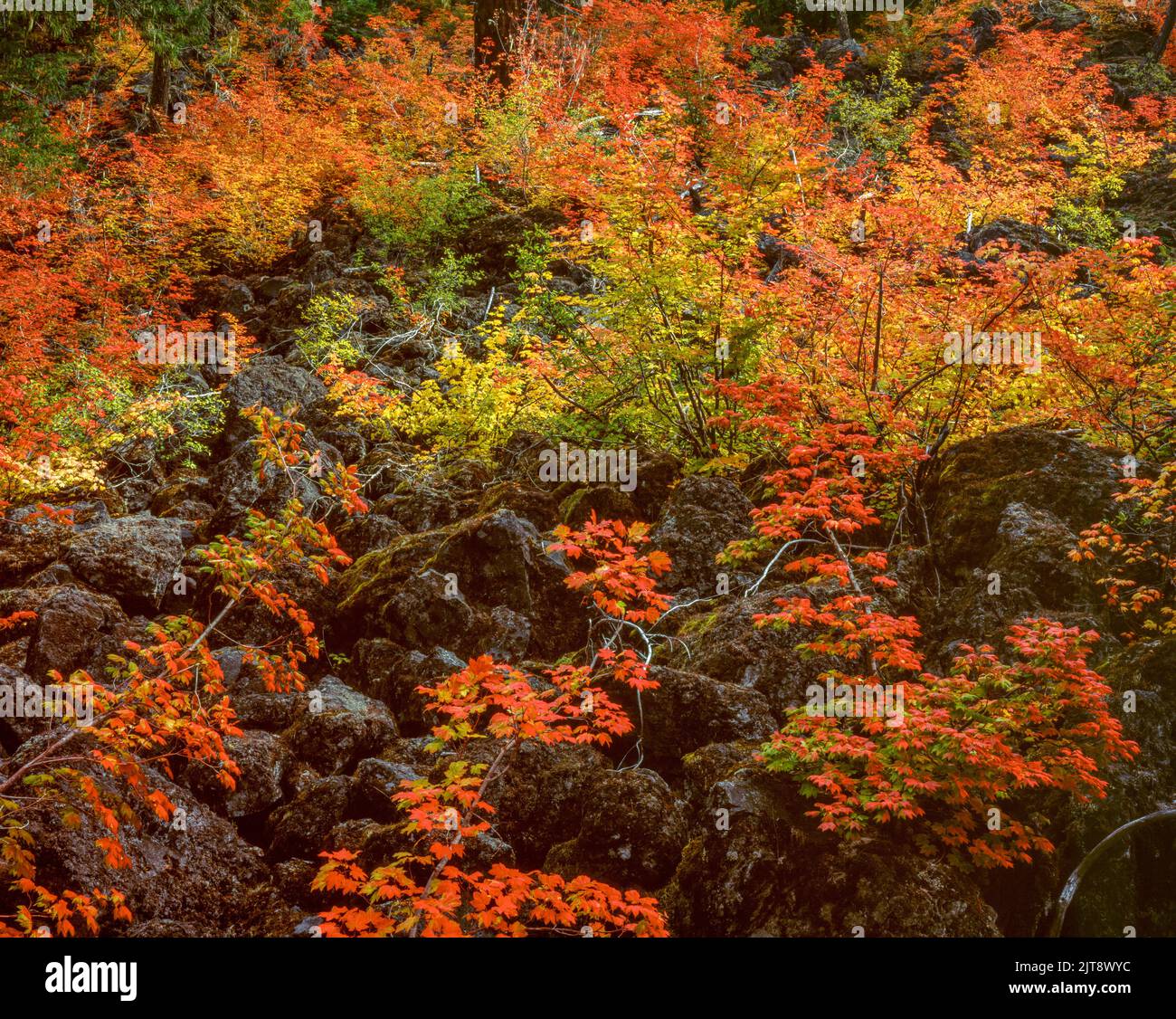 Vine Maple, Acer circinatum, Lava Flow, Three Sisters Wilderness, Willamette-Deschutes National Forest, Oregon Stock Photo