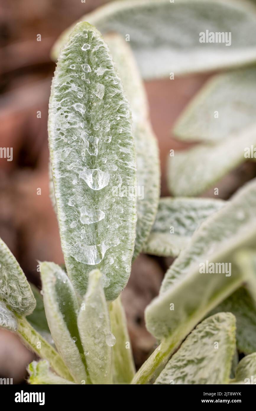 Water Droplets Macro on Fuzzy Lambs Ears Stock Photo Alamy