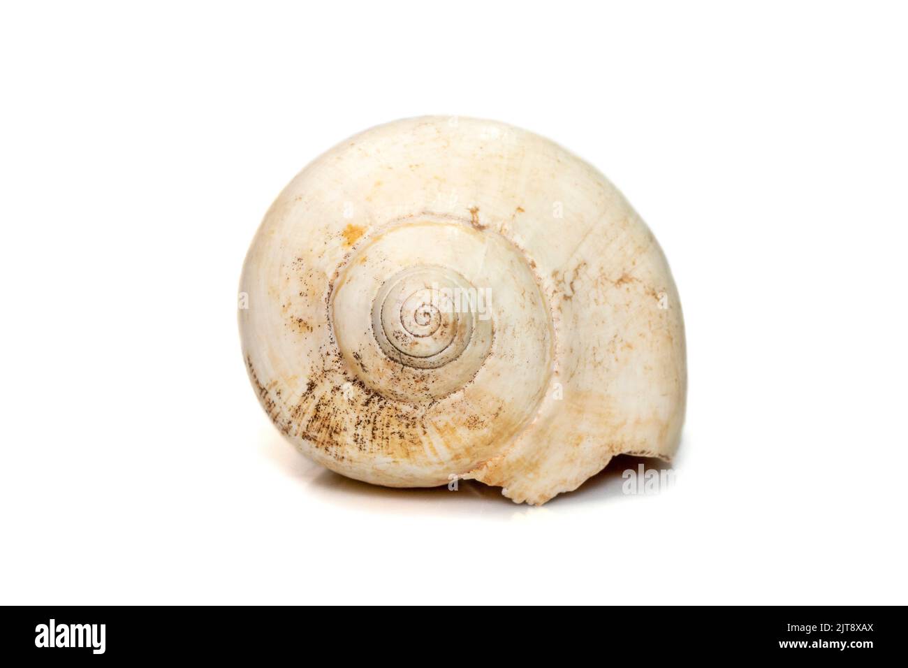 Image of white bottom conch shell isolated on white background. Undersea Animals. Sea Shells. Stock Photo