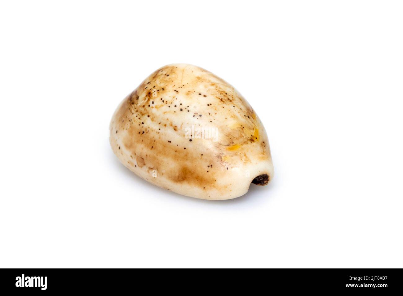 Luria isabella, common names Isabel's cowry, Isabella cowry or fawn-coloured cowry, is a species of sea snail, a cowry, a marine gastropod mollusk in Stock Photo
