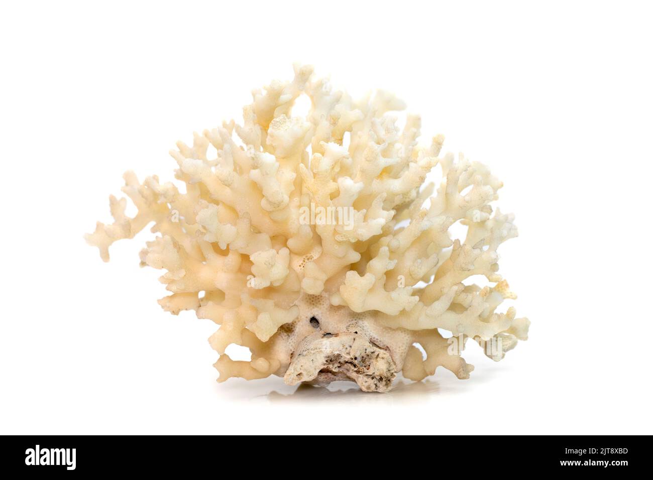 Image of dead white coral cubes on a white background. Undersea Animals. Stock Photo