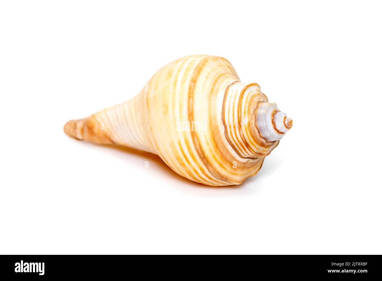 Image of hemifusus sea shells a genus of marine gastropod mollusks in the family Melongenidae isolated on white background. Undersea Animals. Sea Shel Stock Photo