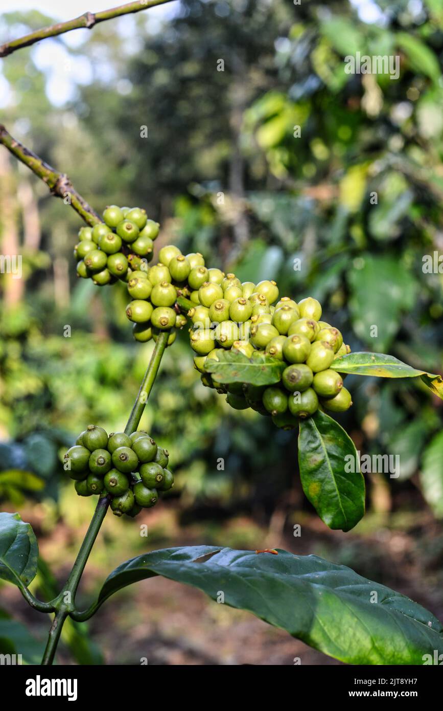 Green coffee beans growing on a bush in a plantation Stock Photo Alamy