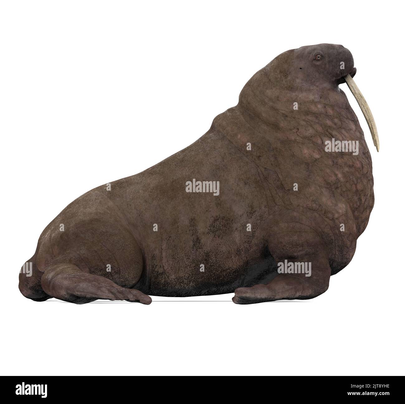 Walrus Mammal Animal Isolated Stock Photo - Alamy