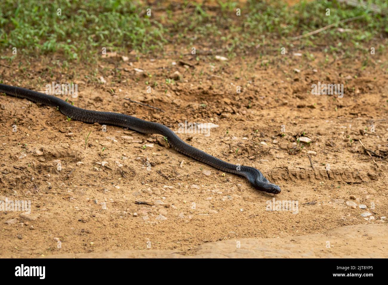 full length Indian cobra or Naja naja or spectacled cobra or Asian cobra a venomous snake serpent with tongue out at forest of central india Stock Photo