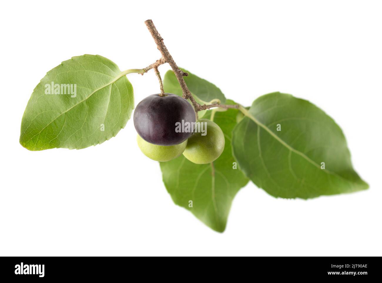 governor's plum fruits in the tree branch, flacourtia indica, also known as ramontchi, madagascar plum or indian plum,reddish black fleshy fruit Stock Photo