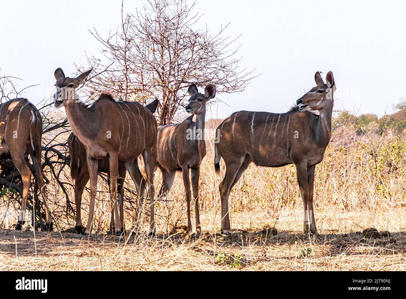 Greater kudu woodland antelopes standing under the tree. South Africa Stock Photo
