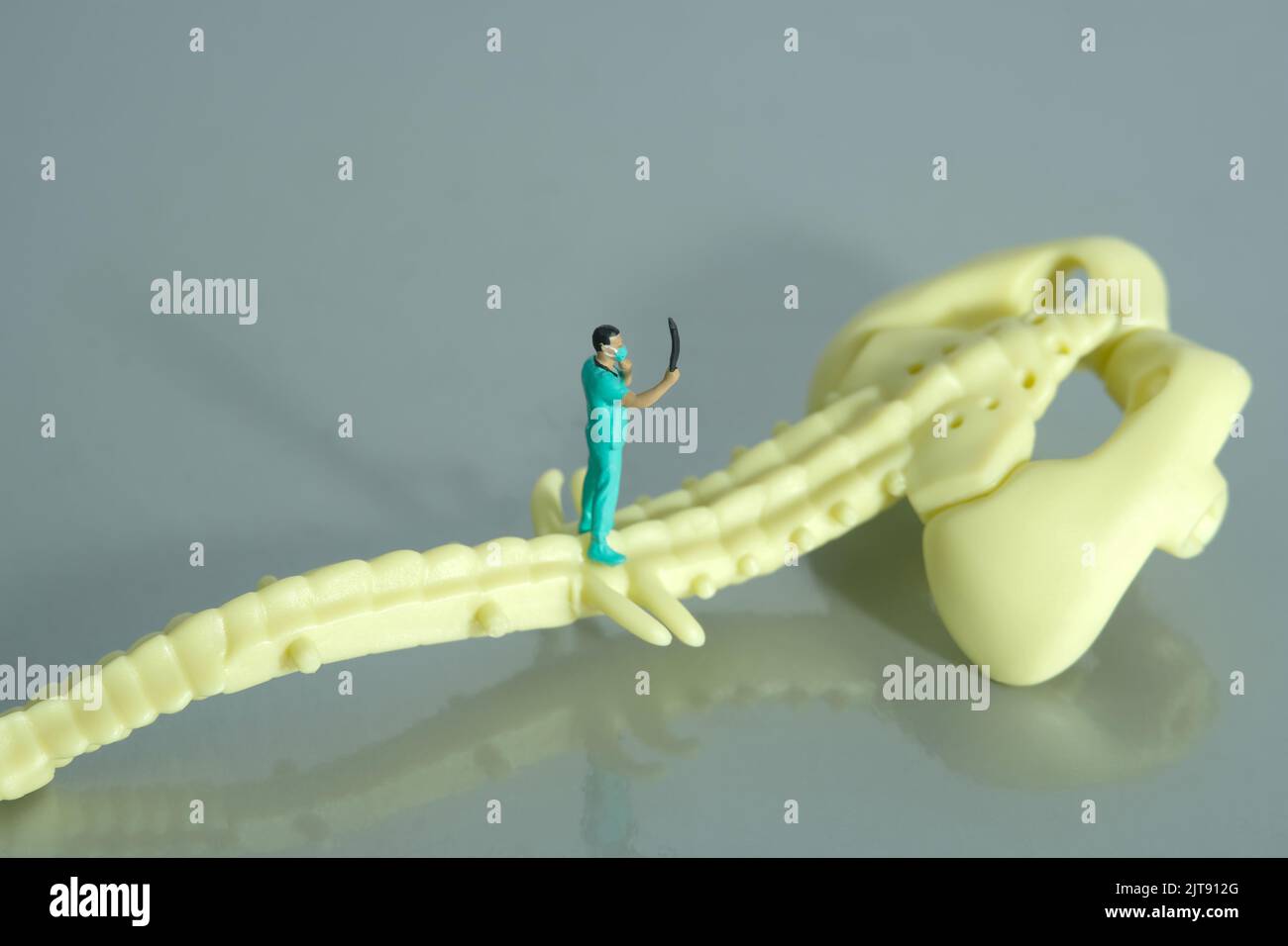 Miniature people toy figure photography. A doctor nurse looking on x ray result scan film in front of spine bone skeleton. Image photo Stock Photo