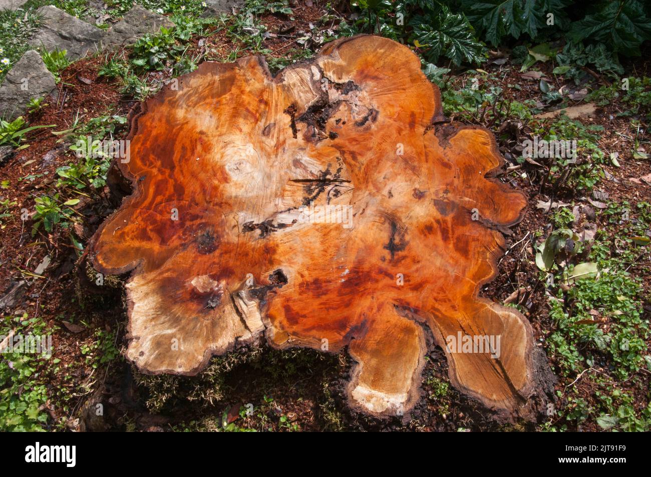 Tree stump at the Garden of St Erth, within the Wombat State Forest outside Blackwood, Victoria, Australia Stock Photo