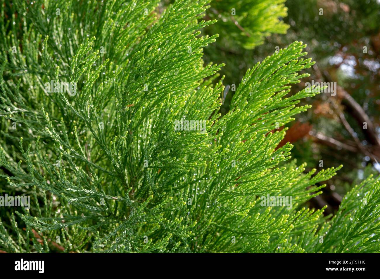 Giant sequoia green leaves and branches. Sequoiadendron giganteum or Sierra redwood needles. Close up. Detail. Stock Photo