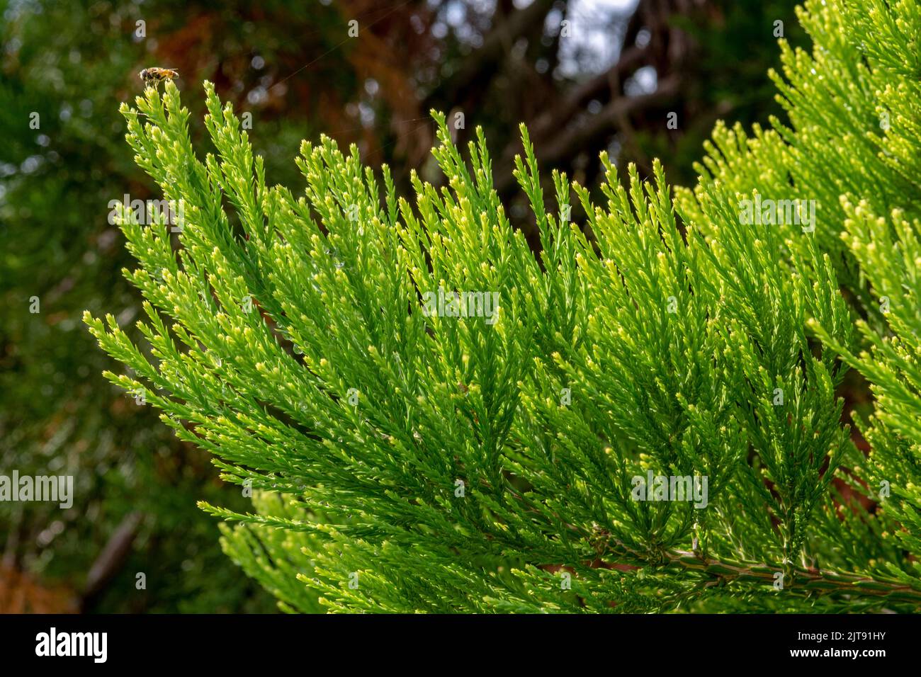 Giant sequoia green leaves and branches. Sequoiadendron giganteum or Sierra redwood needles. Close up. Detail. Stock Photo