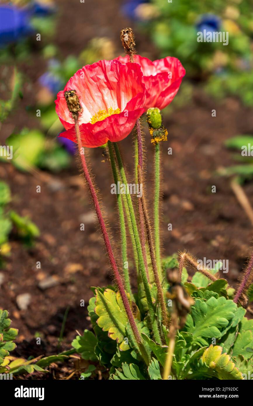 Red blooming garden poppies close-up on a background of green grass Stock Photo