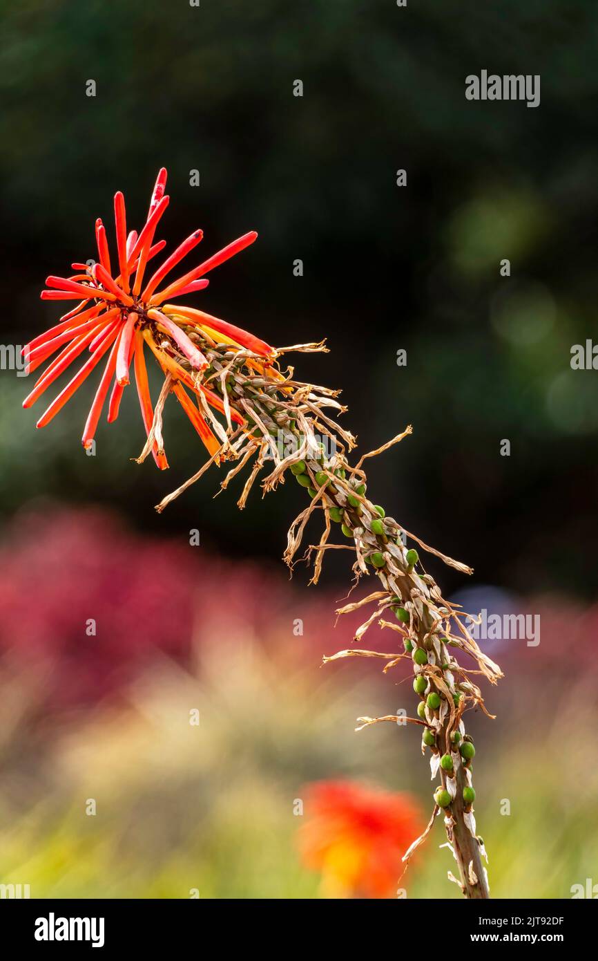 Beautiful aloe succulent plant flowers close-up on a blurred background Stock Photo