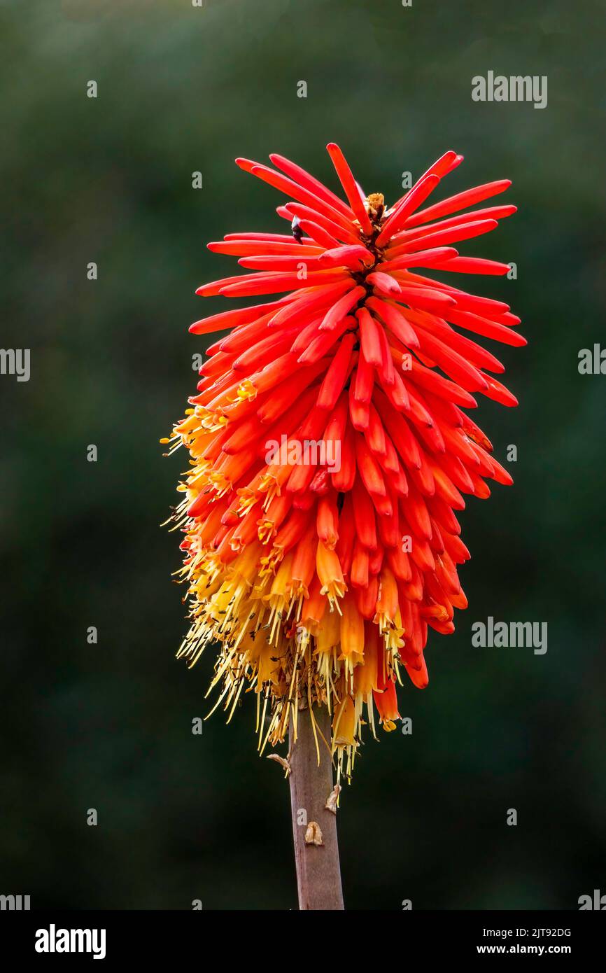 Beautiful aloe succulent plant flowers close-up on a blurred background Stock Photo