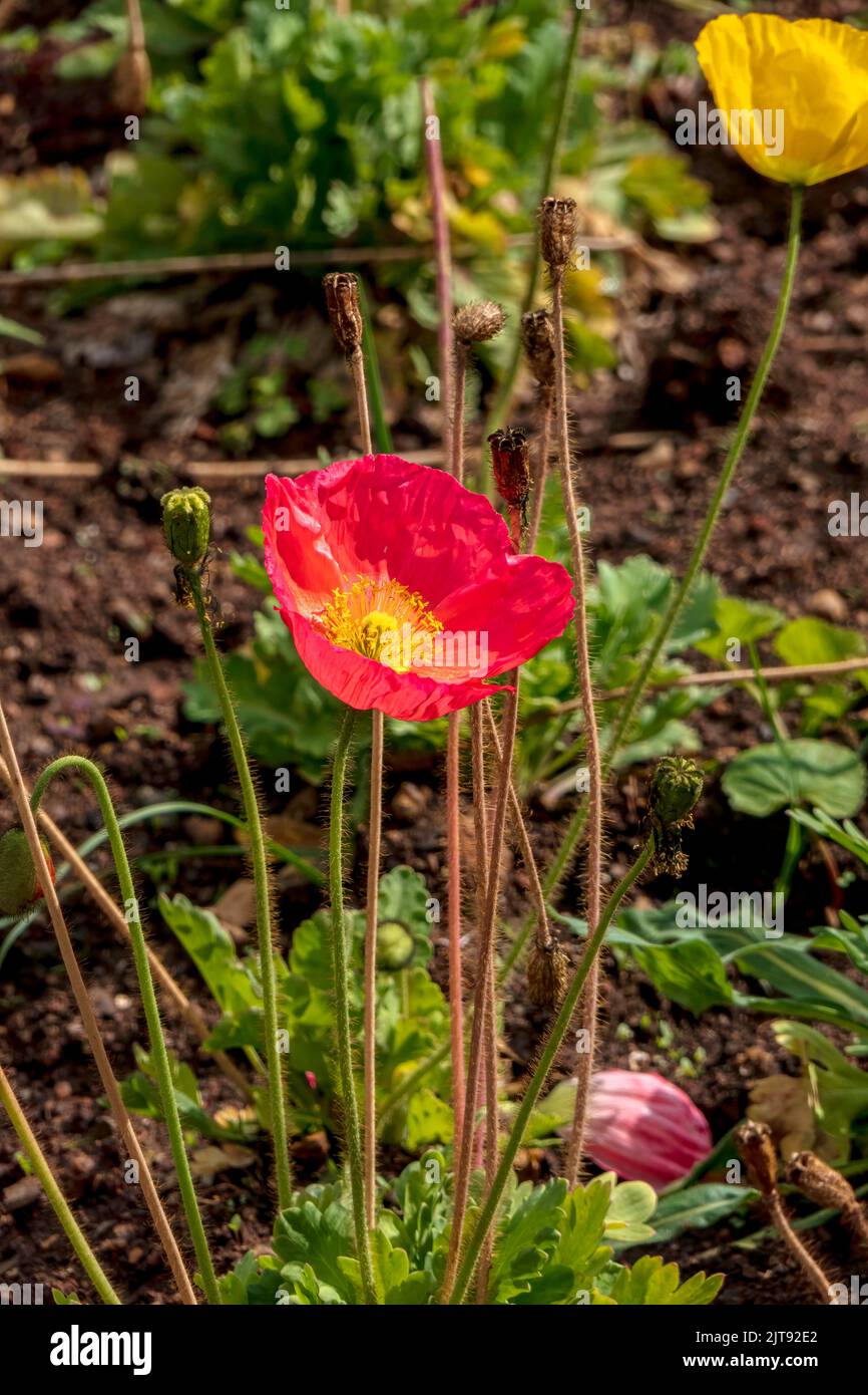 Red blooming garden poppies close-up on a background of green grass Stock Photo