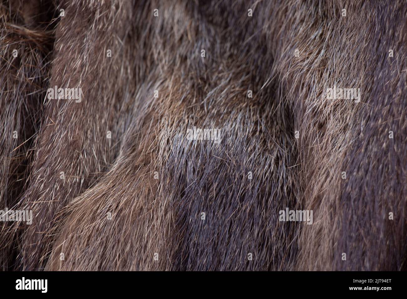 Brown beaver fur coat for background close-up,women's winter fur coat Stock Photo
