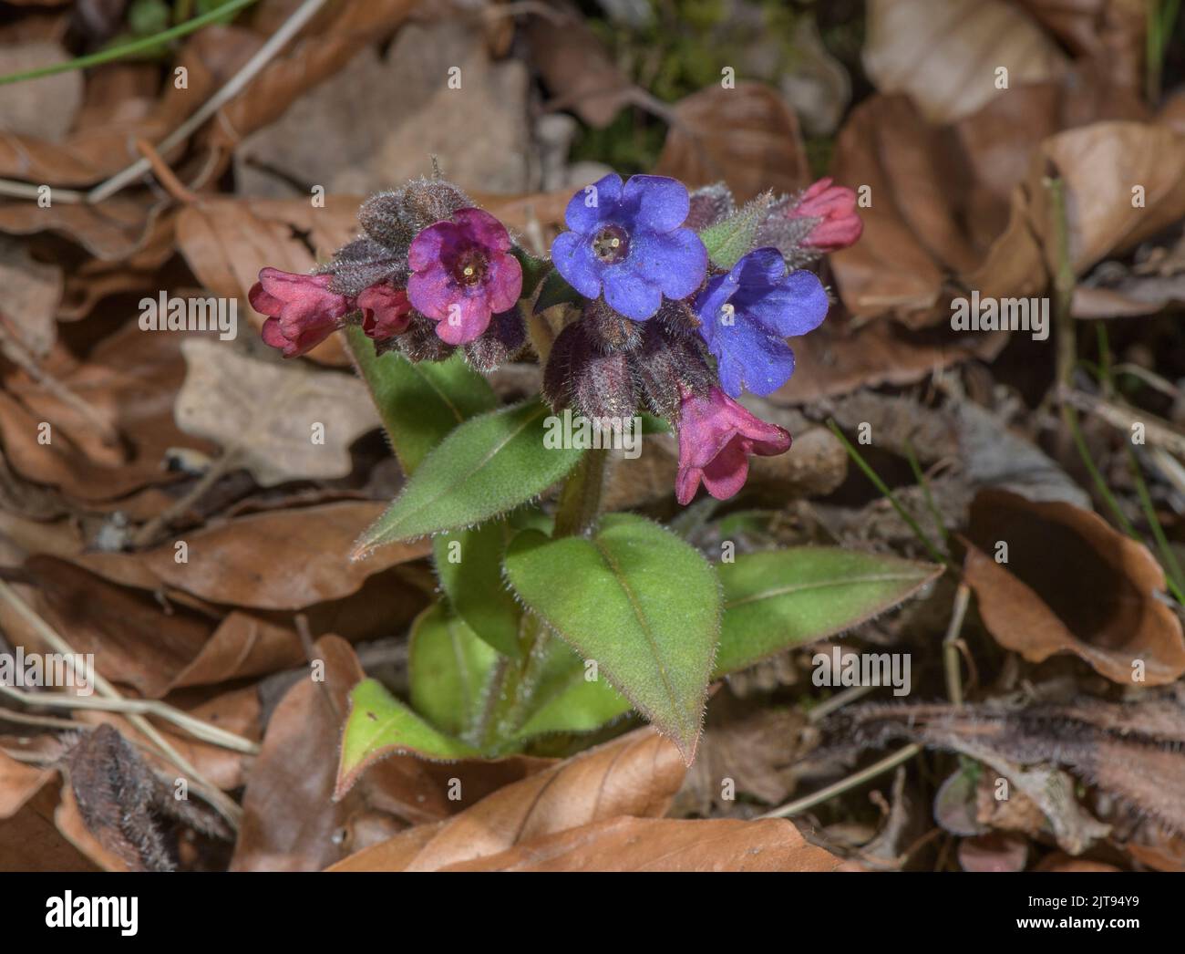 Narrow-leaved Lungwort, Pulmonaria angustifolia in flower in beech woodland, Maritime Alps. Stock Photo