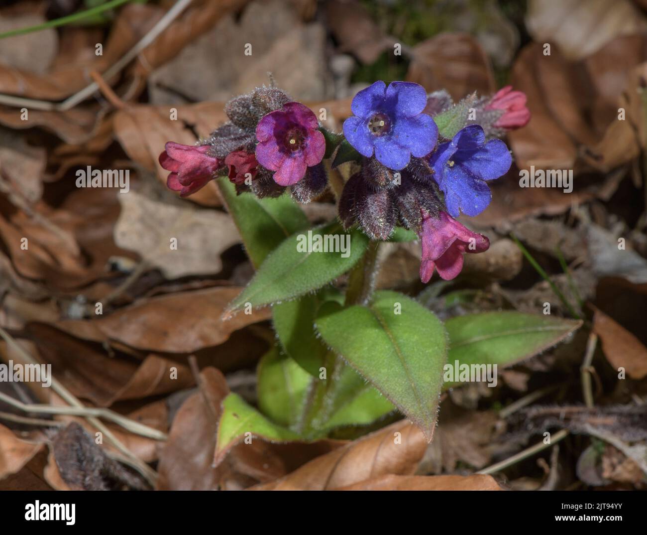 Narrow-leaved Lungwort, Pulmonaria angustifolia in flower in beech woodland, Maritime Alps. Stock Photo