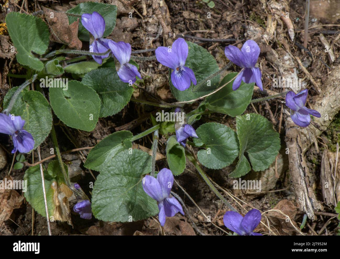 Hairy Violet, Viola hirta in flower in early spring. Stock Photo