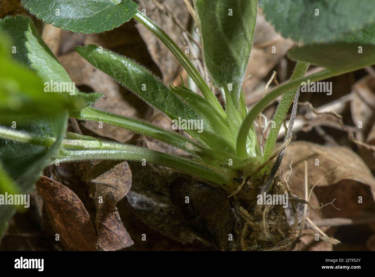 Stipules and leaf stalks of Hairy Violet, Viola hirta. Stock Photo