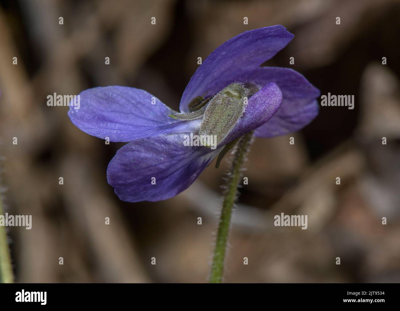 Hairy Violet, Viola hirta in flower, showing blunt sepals, in early spring. Stock Photo