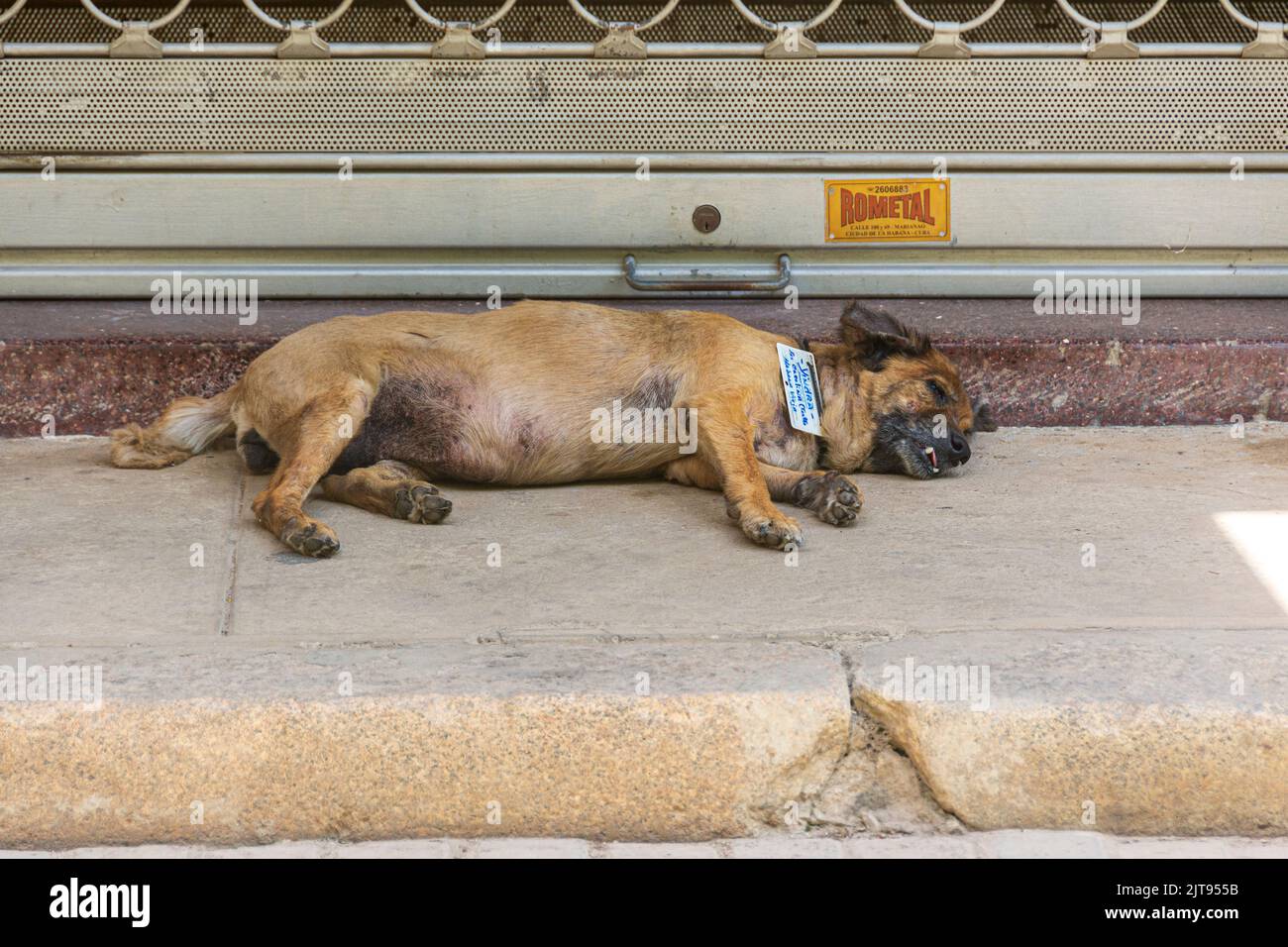 An old, sick dog lying down on a curb, Havana, Cuba.. Stock Photo
