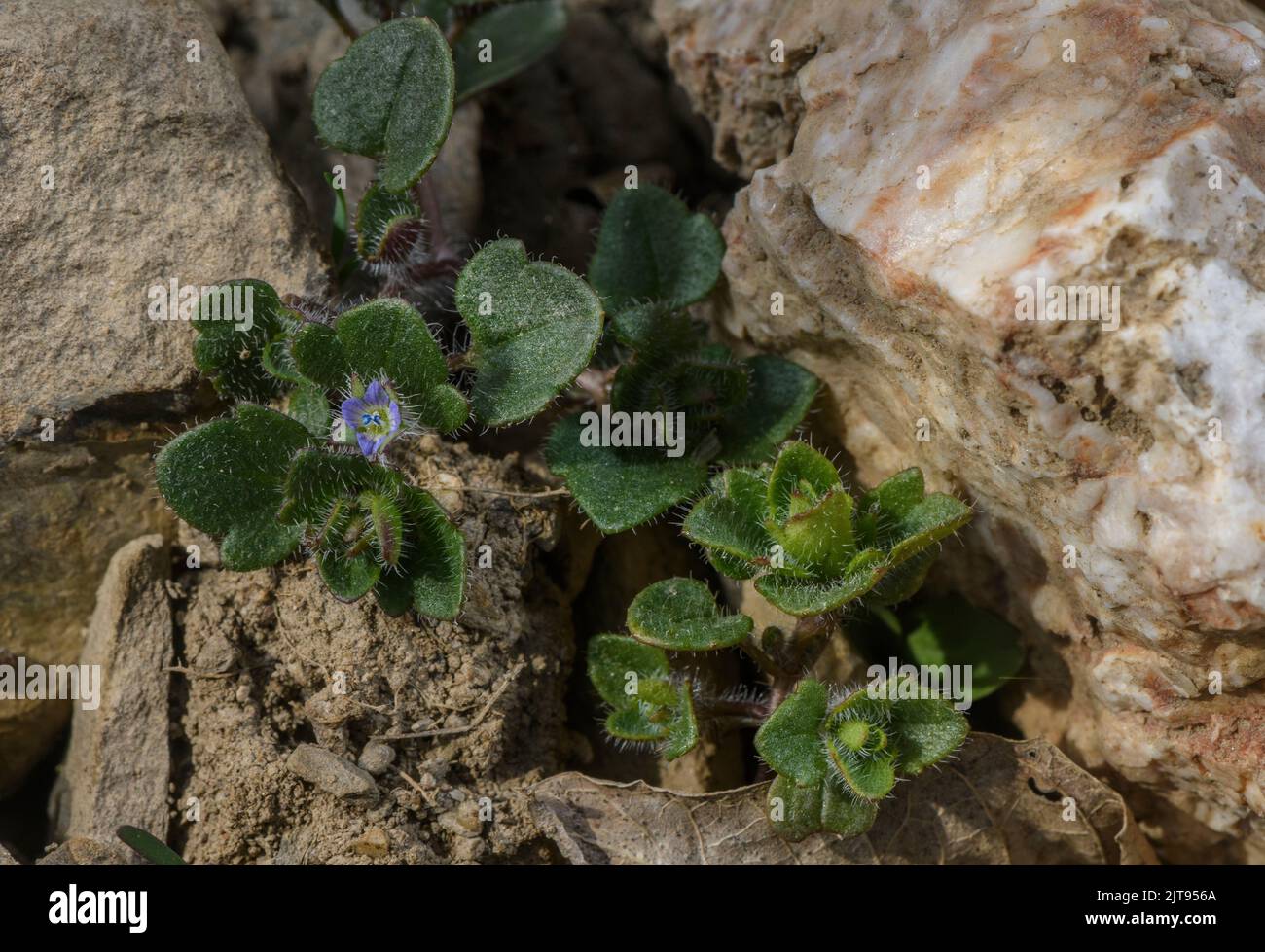 Ivy-leaved speedwell, Veronica hederifolia in flower in spring. Stock Photo