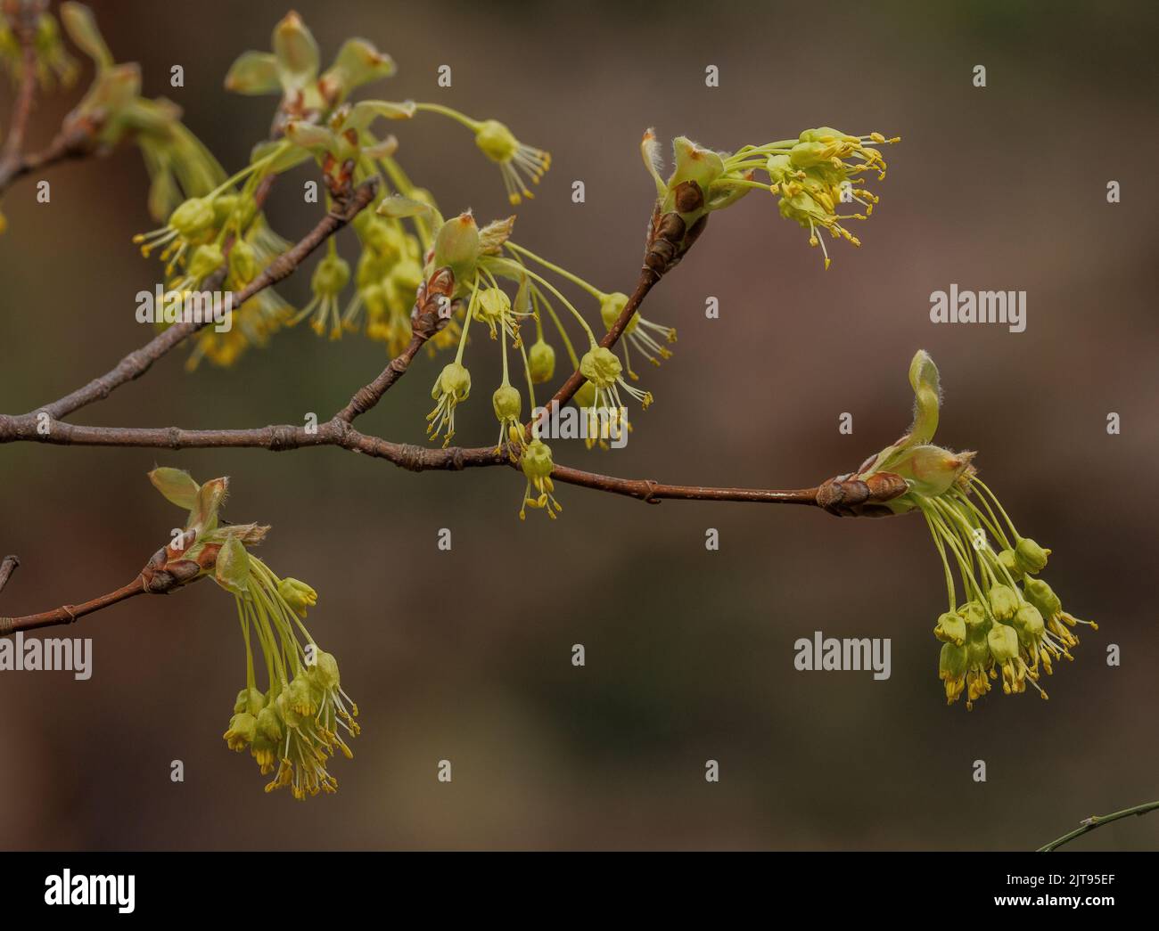 Italian Maple, Acer opalus subsp. opalus in flower in early spring, Provence. Stock Photo