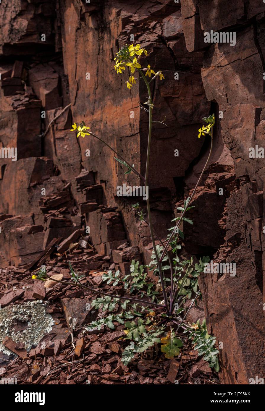 Coincya monensis subsp. cheiranthos, Gorges de Daluis. Stock Photo