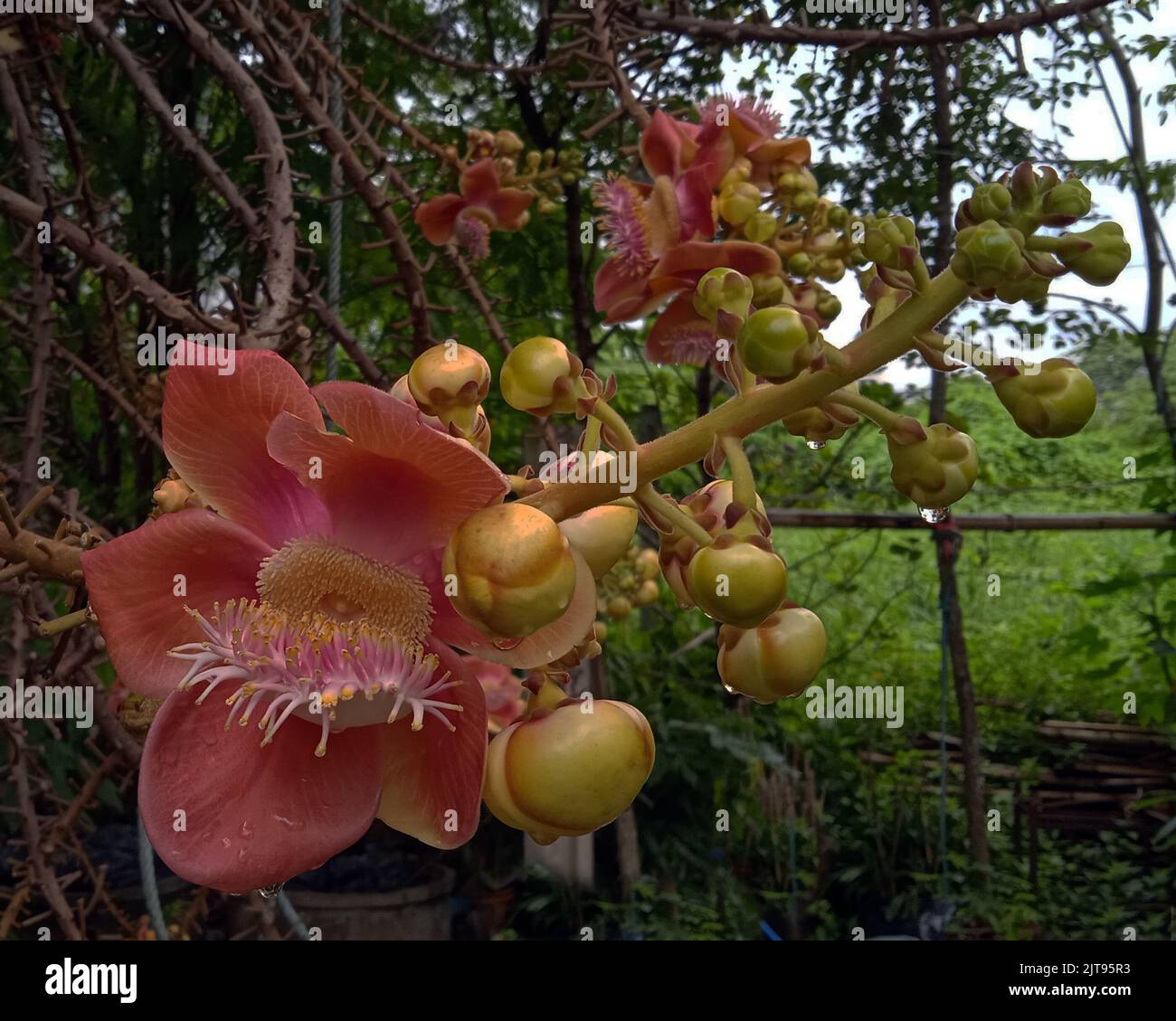 ◆sala tree◆ Sala tree hi-res stock photography and images - Alamy