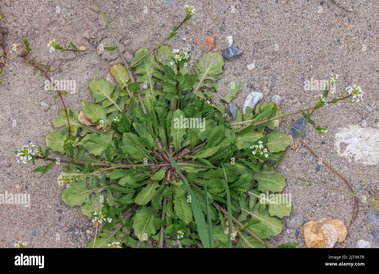 White Ball-mustard, Calepina irregularis, in flower and fruit, on waste ground. Stock Photo