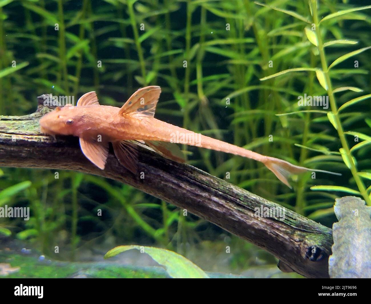 The red lizard catfish on wood in background of water plants Stock Photo