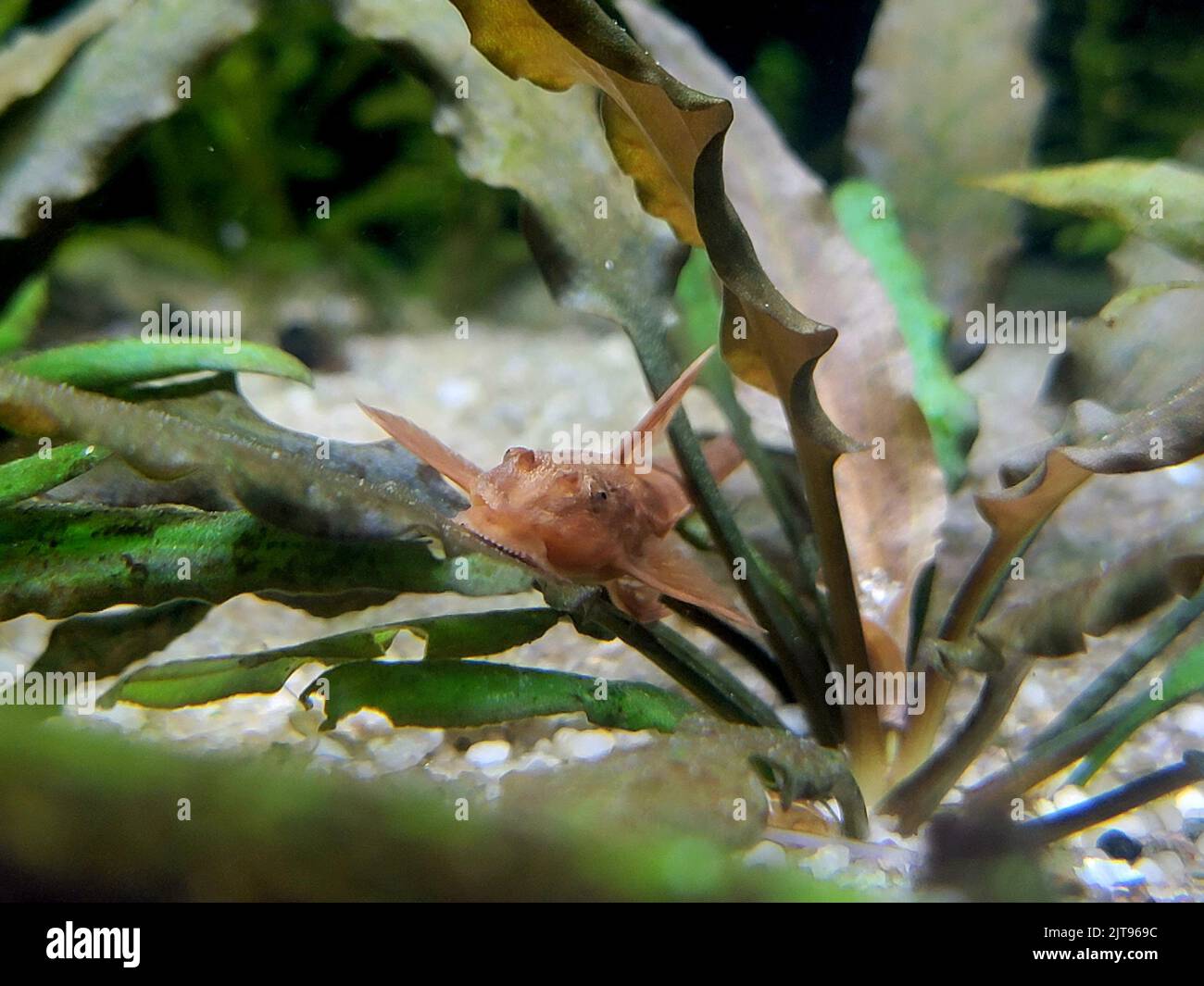 The red lizard catfish swimming through plants Stock Photo