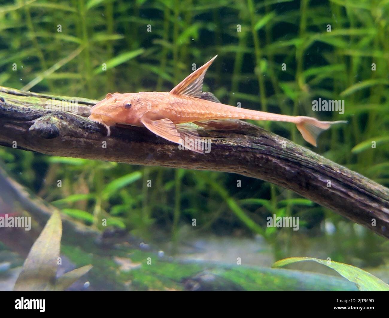 The red lizard catfish on wood in background of water plants Stock Photo