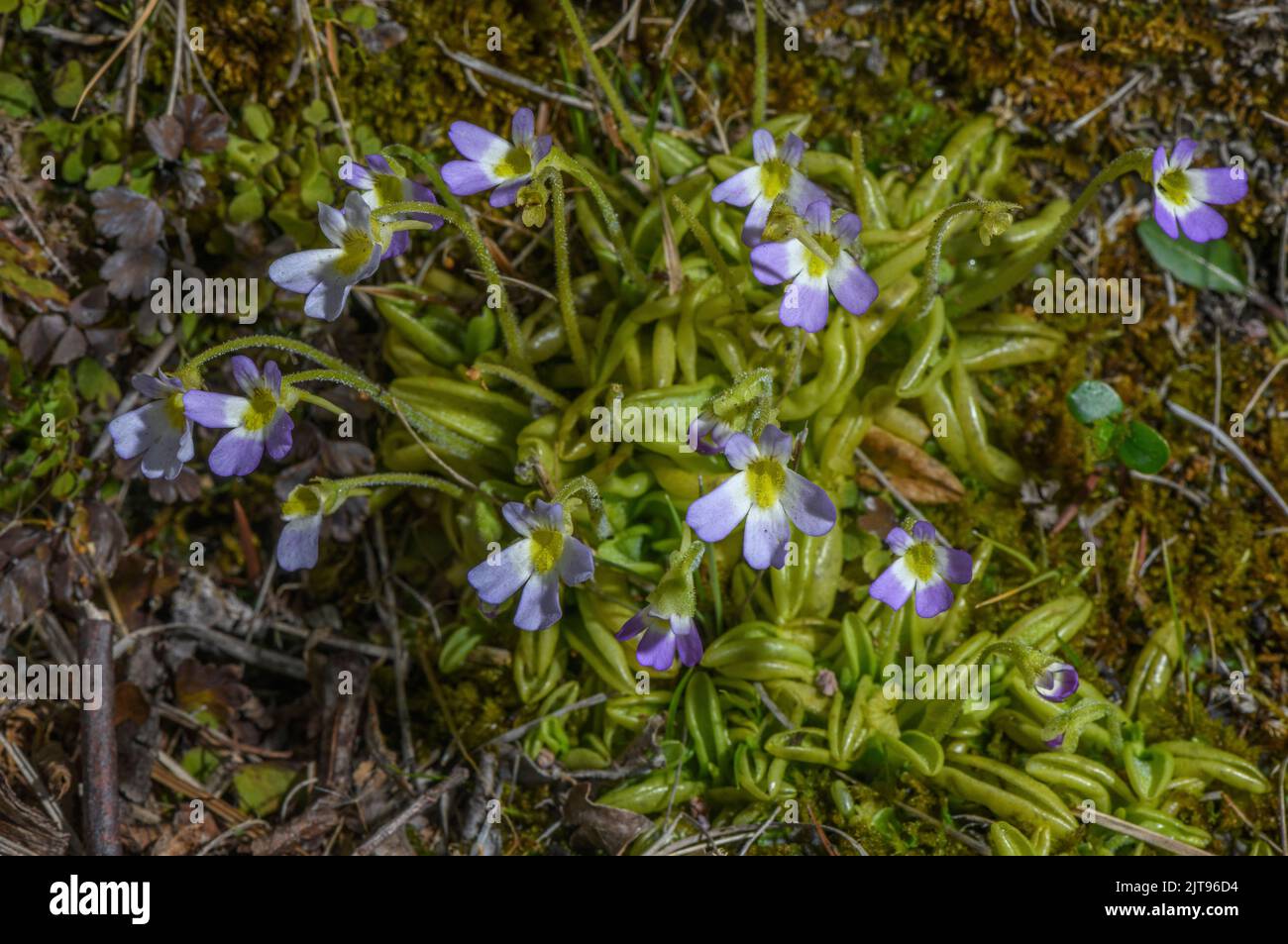 A Butterwort, Pinguicula hirtiflora, in flower in calcareous spring, Roya Valley, France. Stock Photo