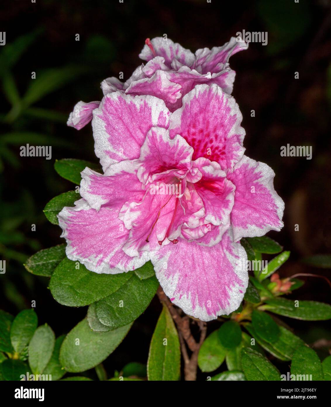 Spectacular pink flower with petals hemmed with white of Azalea indica 'Inga' with green leaves and on dark background Stock Photo