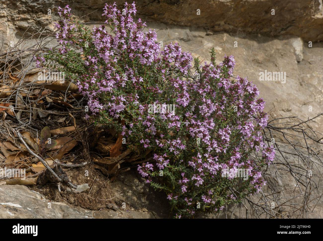 Common thyme, Thymus vulgaris, in flower in spring, Provence Stock