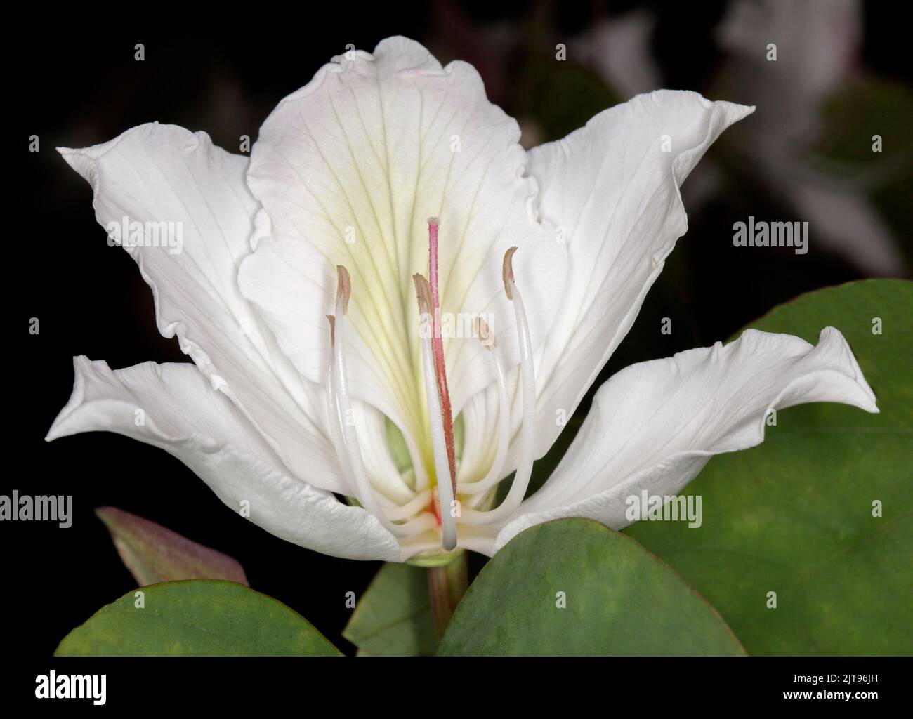 Spectacular large white perfumed flower of Bauhinia variegata alba, deciduous Orchid Tree, on dark background, in Australia Stock Photo