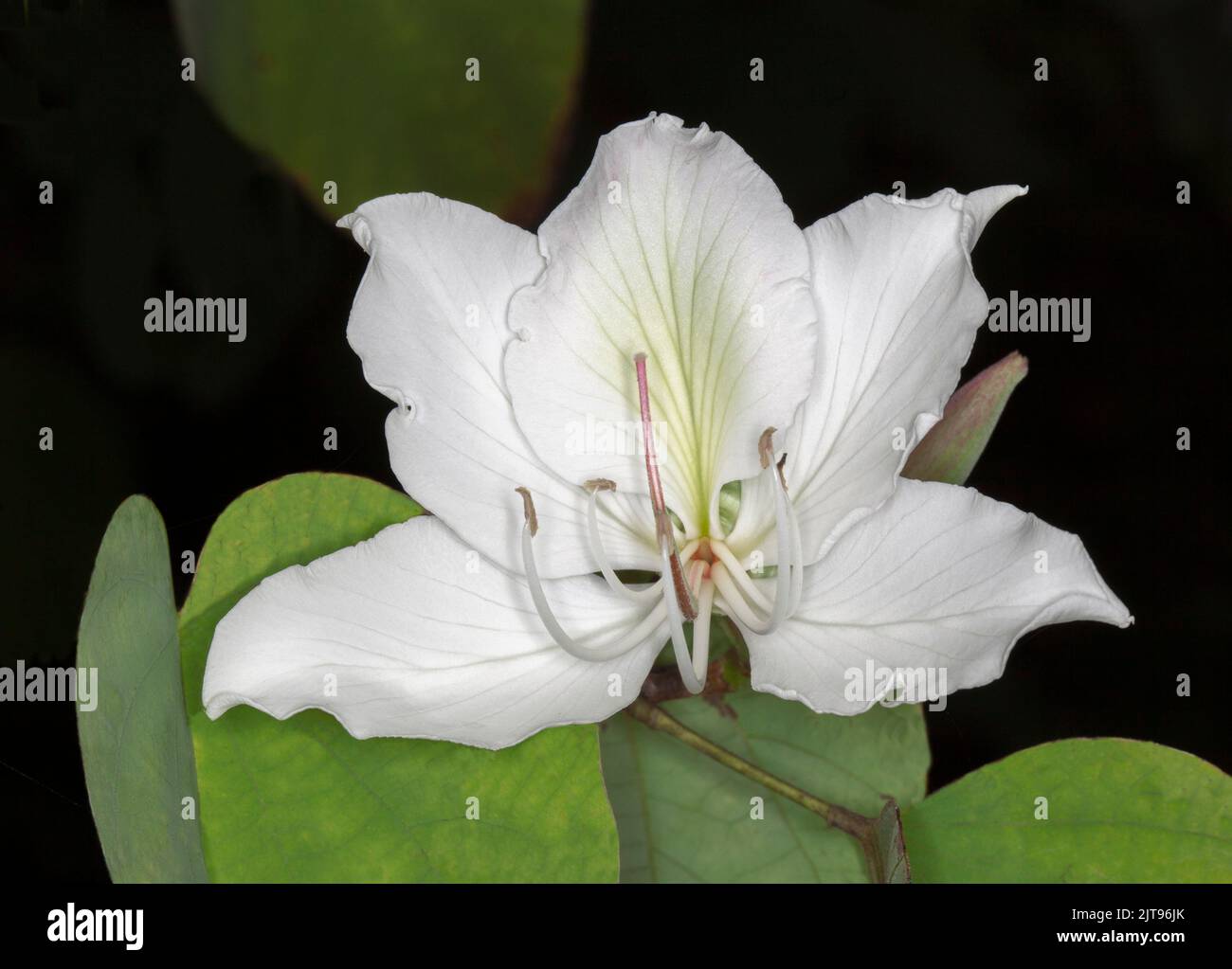 Spectacular large white perfumed flower of Bauhinia variegata alba