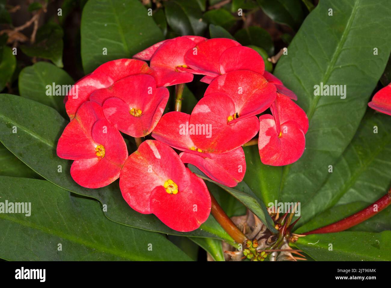 Cluster of large bright red flowers of Euphorbia millii, Rancho collection, a drought-tolerant thorny succulent, on a background of green leaves Stock Photo