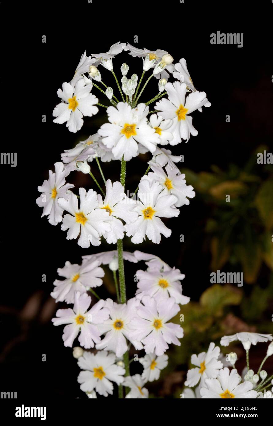 Cluster of vivid white perfumed flowers of annual Primula malacoides against dark background in Australia Stock Photo