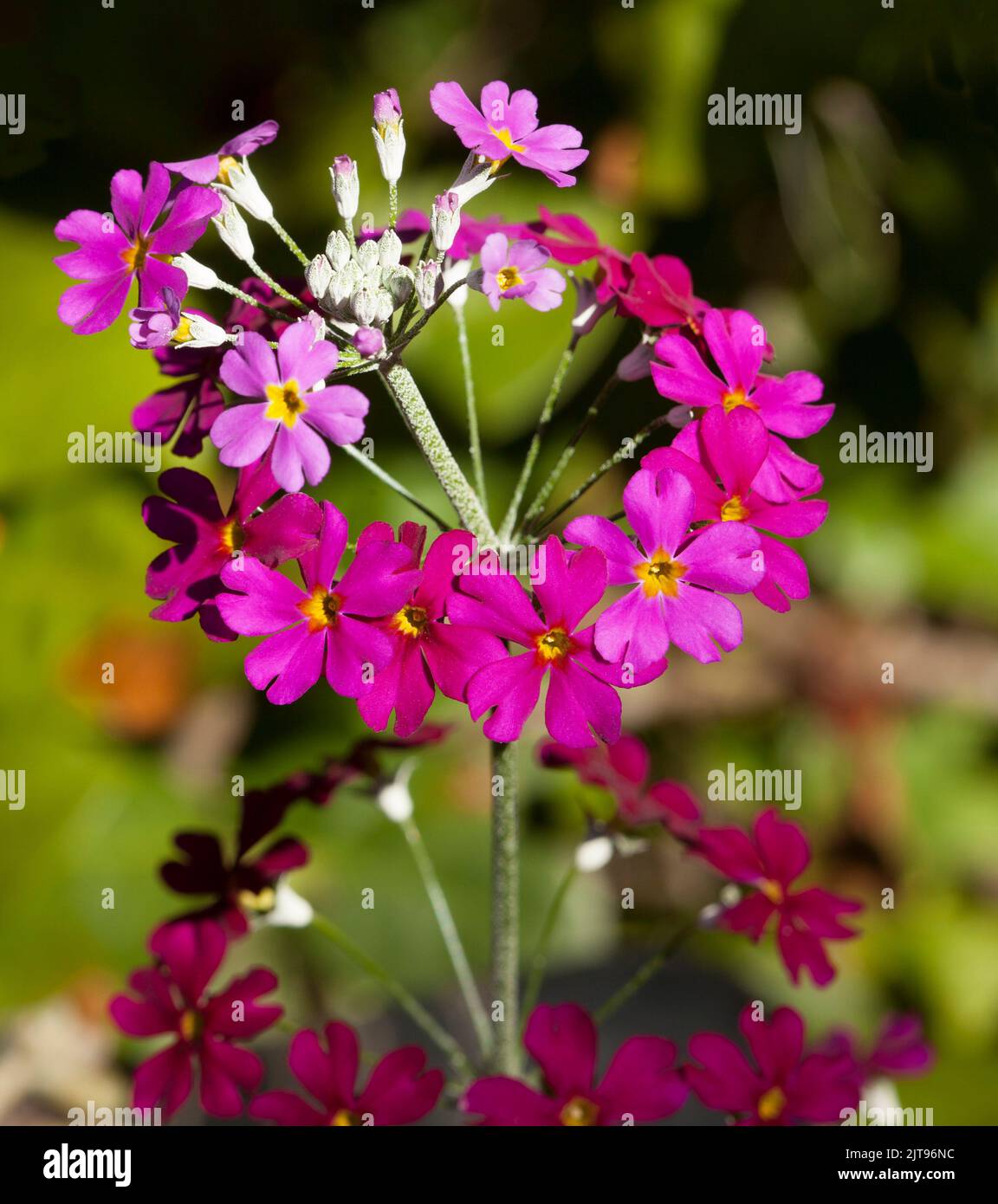 Cluster of vivid magenta red perfumed flowers of annual Primula malacoides against background of green foliage in Australia Stock Photo