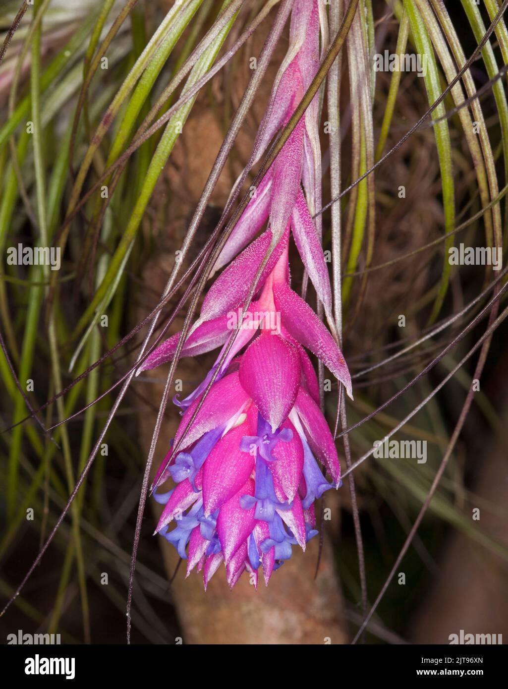 Beautiful vivid pink bracts and blue flowers of bromeliad, Tillandsia stricta, Air Plant, against background of grey / green leaves in Australia Stock Photo